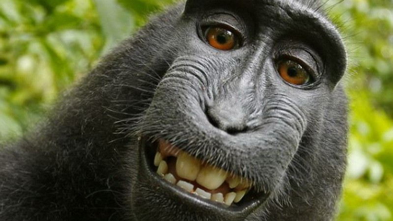 Opica sa fotila pred objektívom